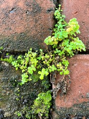 a photography of a plant growing out of a crack in a brick wall.