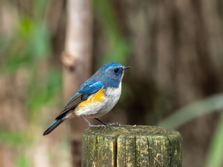 木陰の杭の上に留まっているルリビタキの雄