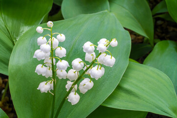 Natural lily of the valley. Lily of the valley flower. Lily of the valley close-up.