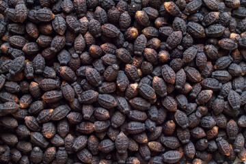 The texture of Mirabilis flower seeds. Lots of Mirabilis seeds. Close-up of flower seeds.