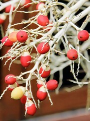 a photography of a bunch of red and yellow berries on a tree.