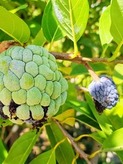 a photography of a green fruit hanging from a tree branch.
