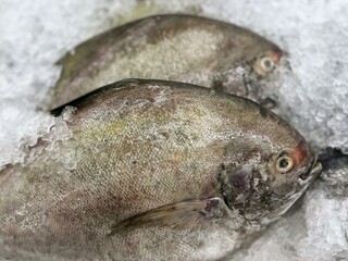 a photography of two fish sitting on top of ice on a table.