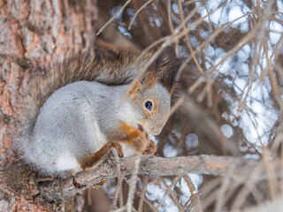 The squirrel with nut sits on tree in the winter or late autumn