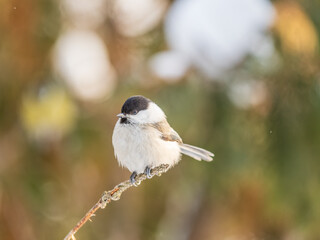 Cute bird the willow tit, song bird sitting on a branch without leaves in the winter.