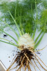 fennel plant with roots with soil freshly pulled from an organic garden on a white table...