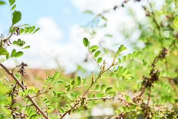 Wild indigo or anil, indigofera suffruticosa, shrub plant commonly used to produce a blue natural pigment.