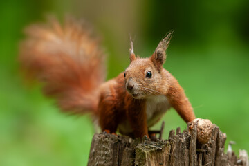 Red squirrel standing on tree stump with nuts