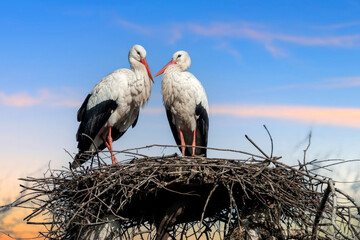 Two white storks perched on top of a nest