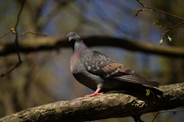 Common Wood Pigeon - Columba palumbus.