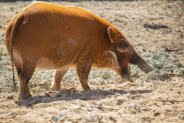 Red river hog (Potamochoerus porcus) or  bush pig.