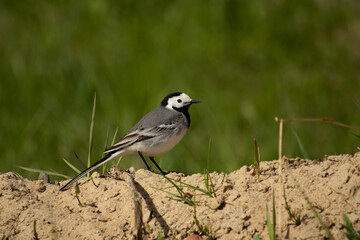 Cute bird white wagtail, Motacilla alba