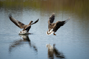 White fronted goose (anser albifrons flavirostris)