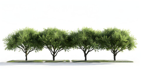 Group of Green Trees Isolated on White Background
