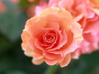The roses are in full bloom