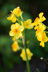 yellow narcissus in the garden