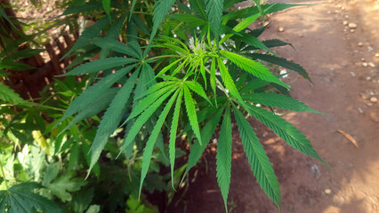 Cannabis Plant Marijuana Greens Leaves