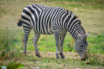 Grazing zebra. the zebras exhibit their iconic black and white striped coats, creating a striking contrast against the vibrant greenery of their surroundings.