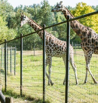 
In this charming scene, two giraffes stand gracefully in a spacious zoo enclosure. The taller giraffe, with its long neck stretched high, appears to be reaching for leaves from a nearby tree.