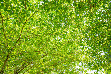 新緑の木漏れ日