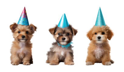 Fluffy puppy wear party hat isolated transparent background