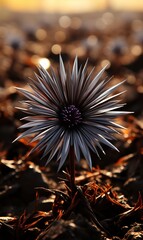 Black flower 