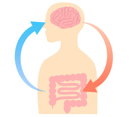 How stress causes stomach aches, and the relationship between the brain and the gut. Illustration of the gut-brain connection