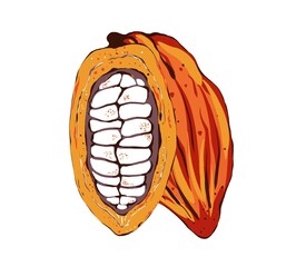 Ripe Cocoa beans, hand drawn illustration in sketch style, isolated on white background. Organic product, design element for cafe, store, menu, label, logo, packaging, print