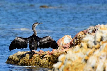 black cormorant drying in the sunlight - Fanaraki area, near Moudros, Lemnos, Aegean Sea, Greece