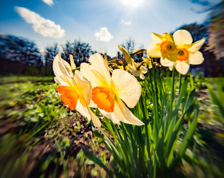 Bright morning view of blooming narcissus (Narcissus poeticus) flowers at April. First spring flowers blooming in the garden. Beautiful floral background. Anamorphic macro photography.