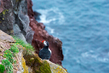 Puffin, Iceland