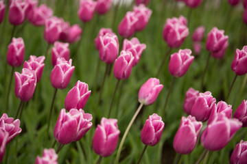 Fototapeta premium pink tulips