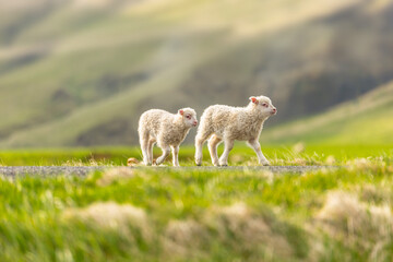 two lambs on field low light morning sun 