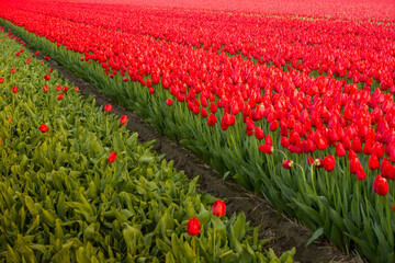 tulip field