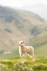 one lamb on field with mother, low light morning sun 