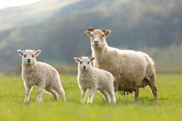 lambs on field with mother, low light morning sun 