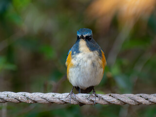 木陰のロープの上に留まっているルリビタキの雄