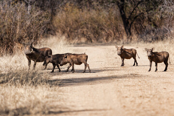 warthog african pig family in the bush crossing a dirt road