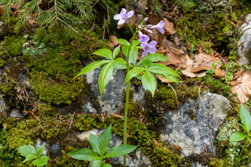 The bulbous root (Cardamine bulbifera) in its natural habitat in the forest.