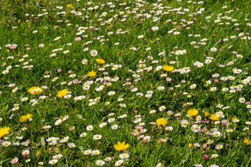 Alpine mountain meadow with colorful flowers in spring