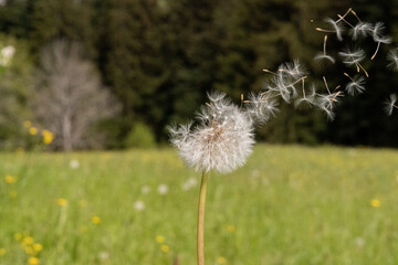 Close-up of a single blowball (dandelion, Taraxacum). The wind blows some seeds away. Blurred meadow and forest background.