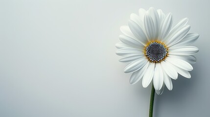 White daisy in closeup on a pale grey background.
