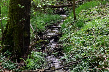 Fototapeta premium Landscape in Spring at the Stream Rieselbach in the Town Walsrode, Lower Saxony