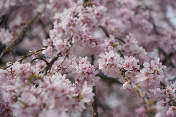 しだれ桜の華麗な瞬間