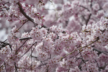 優美な枝垂桜
