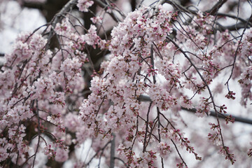 枝垂れ桜の美