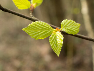 birch leaves on a branch