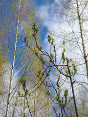 green foliage of a tree in spring