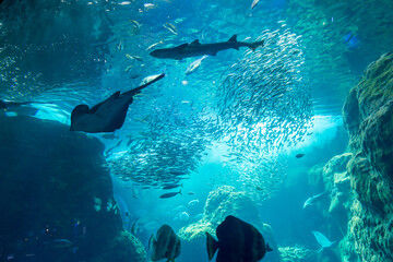 水族館の水槽を泳ぐマンタ、サメ、イワシの群、魚、新江ノ島水族館（えのすい） © Metro Hopper