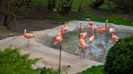 Flock of flamingos in concrete pond.